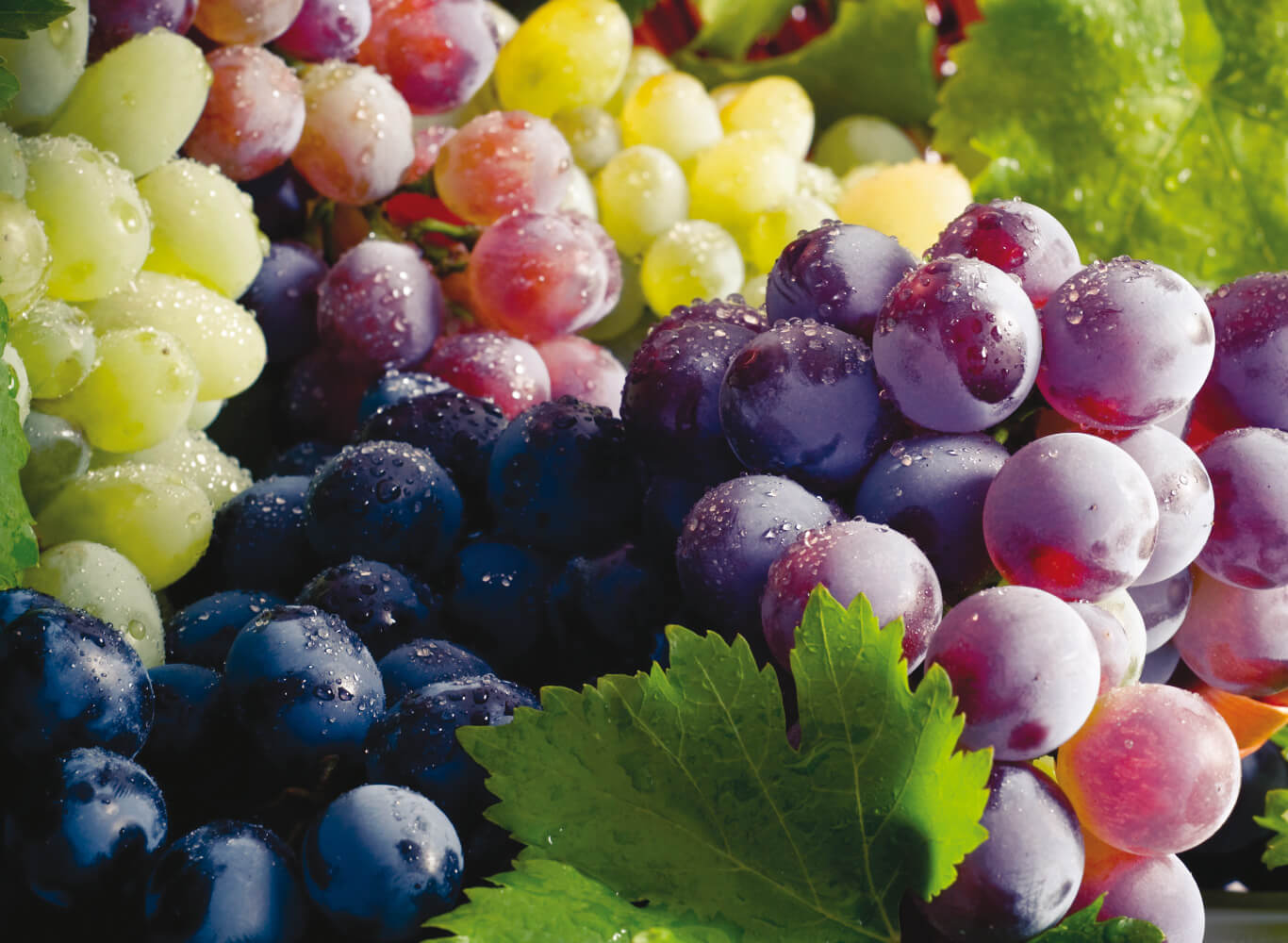 Pinnacle Wine Grapes